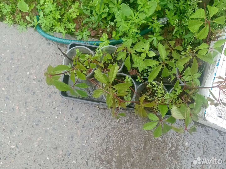 Хоста дев виноград