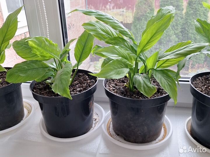 Спатифилум