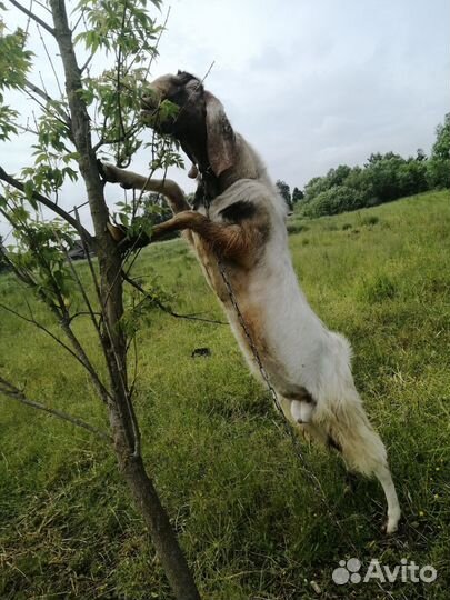 Овцы Бараны Козлята Свиньи Поросята Гуси Утки