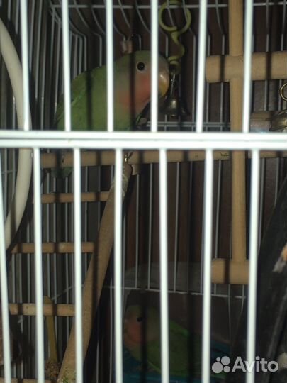 Попугаи неразлучники краснощекастые