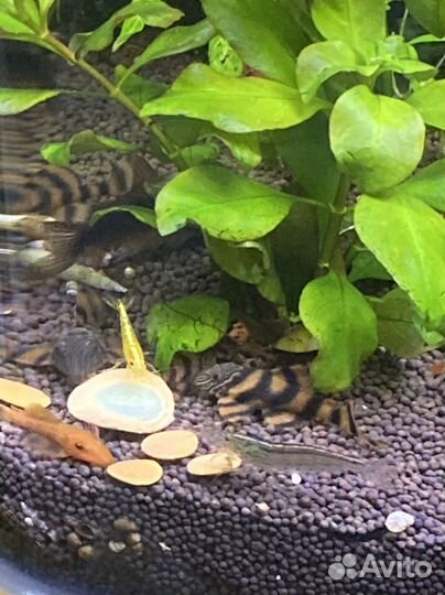 Аквариумные рыбки