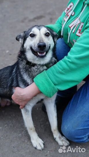 Отличный друг для всей семьи