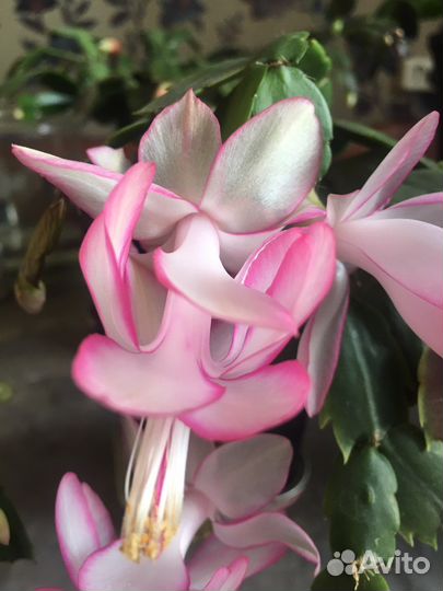 Декабрист шлюмбергера,спатифиллюм