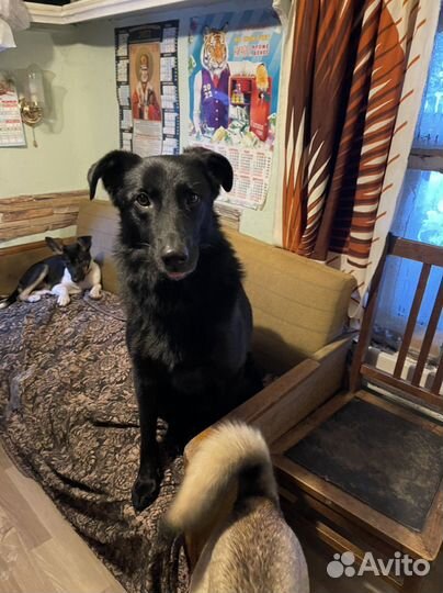 Собака в добрые руки