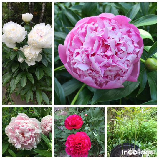 Декоративные кустарники и цветы