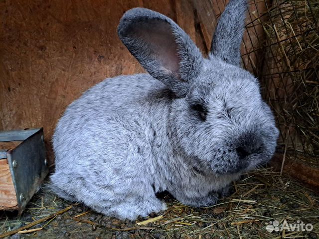Кролики породы большое светлое серебро бсс объявление продам