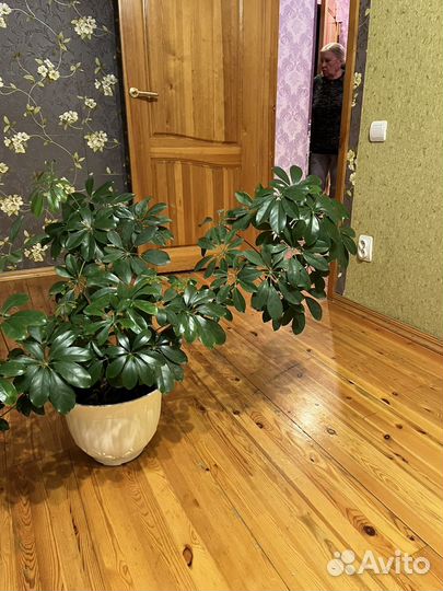 Комнатные цветы шефлера