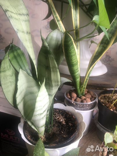 Сансевиерия Лунный Свет редкий суккулент