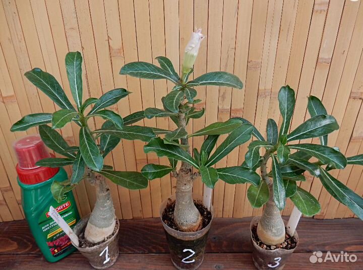 Продам прививки адениума Sunny Day