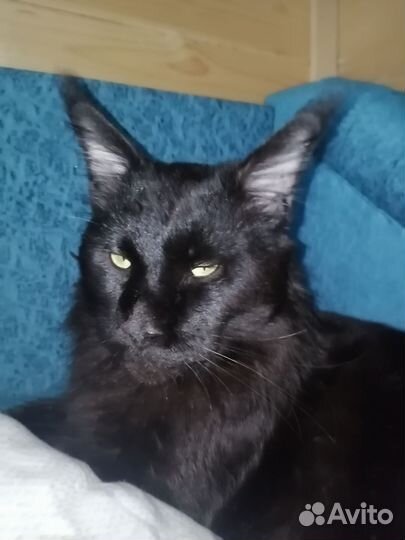 Вязка мейн кун черный