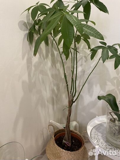Большое комнатное дерево Пахира