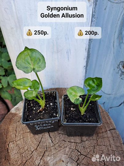 Сингониумы, 36 сортов