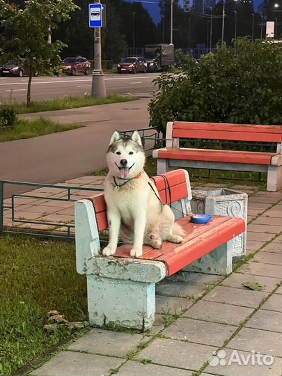 Вязка кобеля хаски