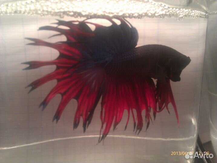 Аквариумы от 4-х л. до 126 л. + рыбки 15 видов