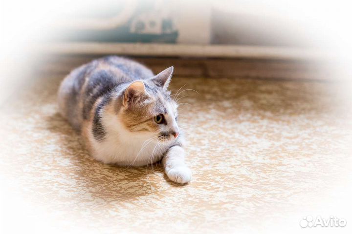 Кошка Лиза