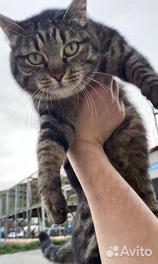 Кошка