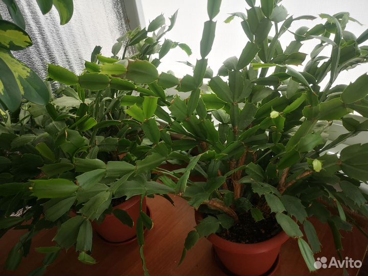 Декабрист шлюмбергера белый