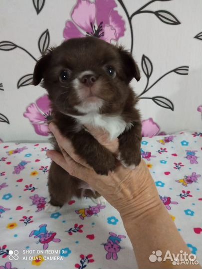 Мальчик чишка