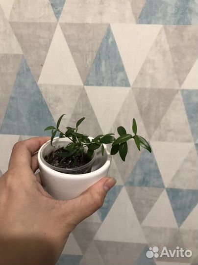 Комнатные растения