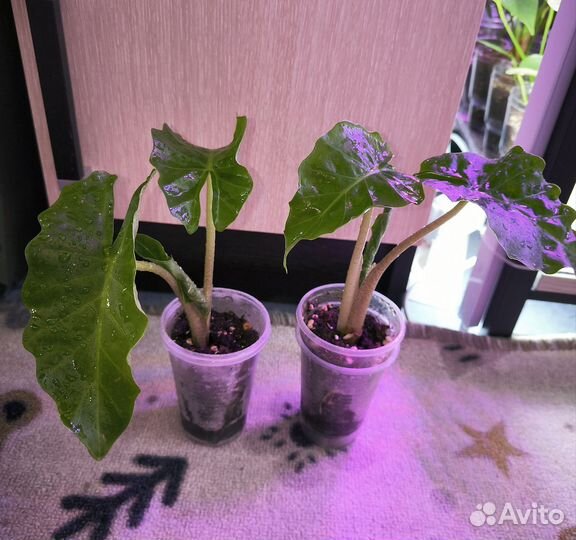 Алоказия лоу райдер