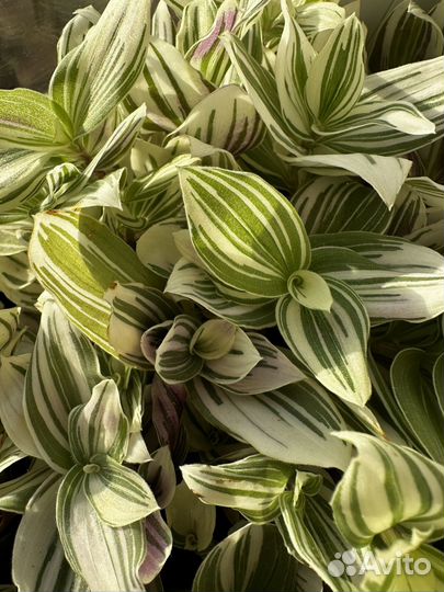 Традесканция