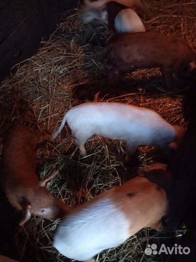 Домашние поросята