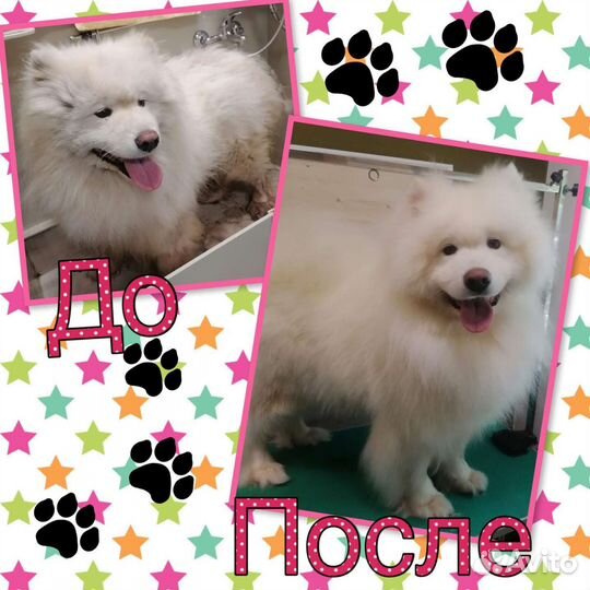 Тримминг, стрижка собак, кошек