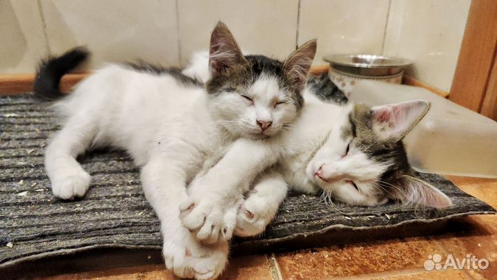 Котята