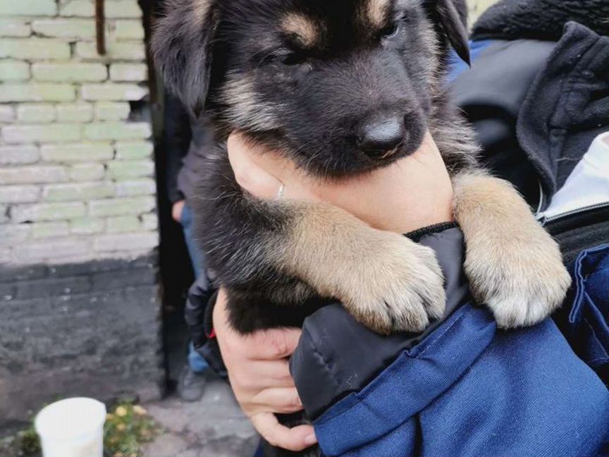 Щенки метисы овчарки