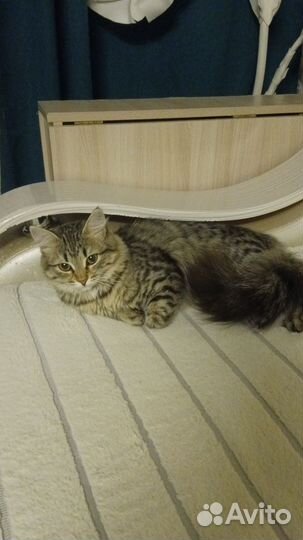 Спасены кошки