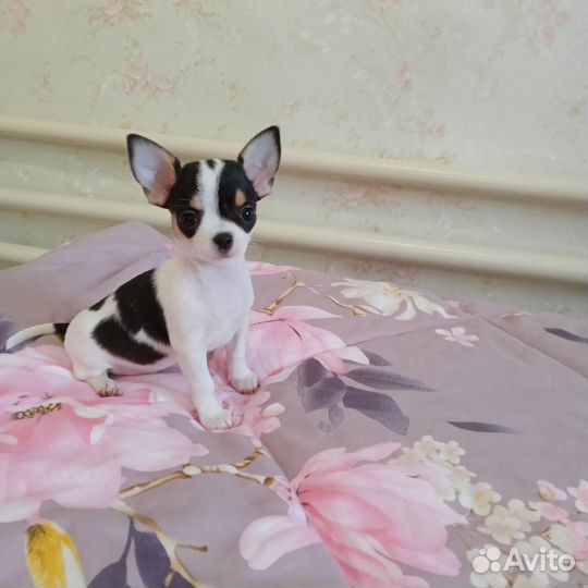 Девочки чихуахуа