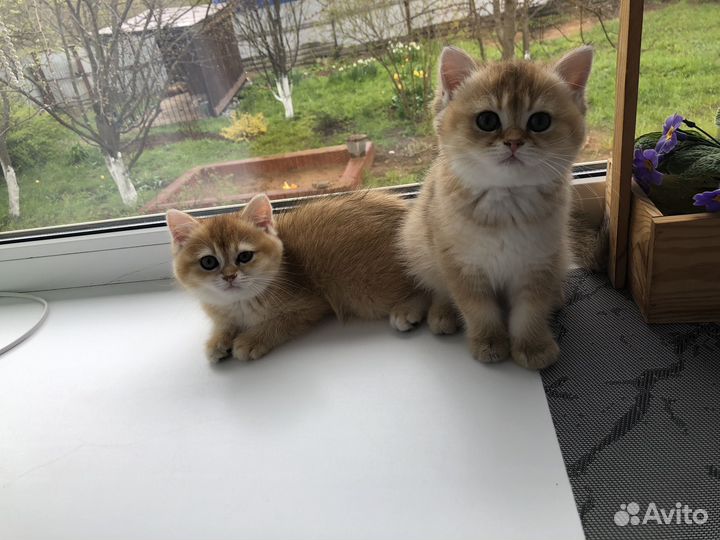 Британские котята золотая шиншилла