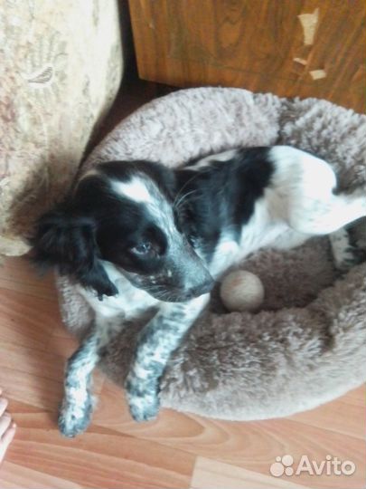 Щенок русского охотничего спаниеля