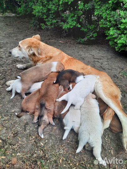 Собака в добрые руки щенок