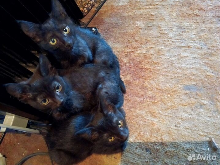 Котята- малыши хотят попасть в добрые руки