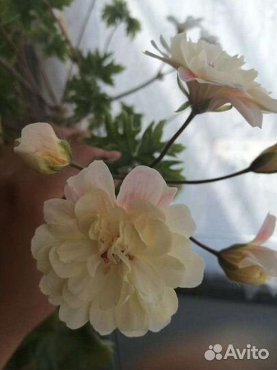 Пеларгония герань