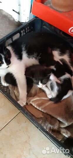 Дарим котяток