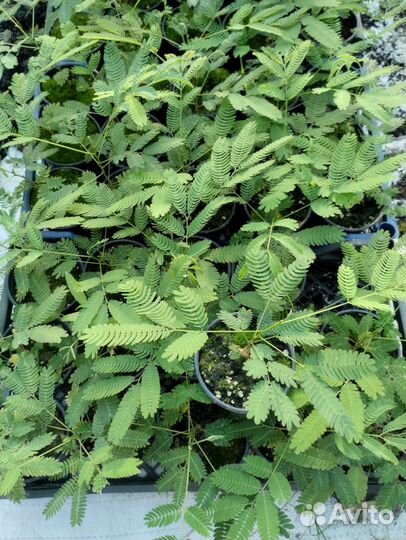 Альбиция ленкоранская