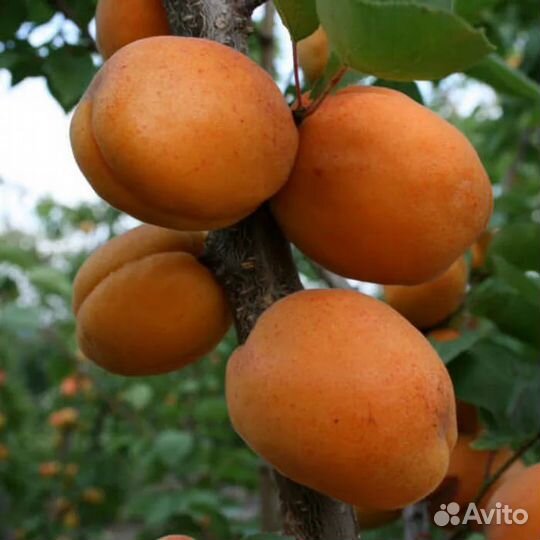Саженцы абрикос Голд Рич