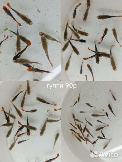 Аквариумные рыбки