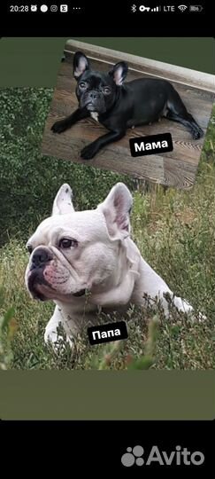Французский бульдог щенки