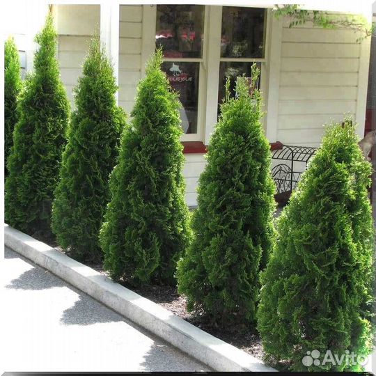 Туи Смарагд