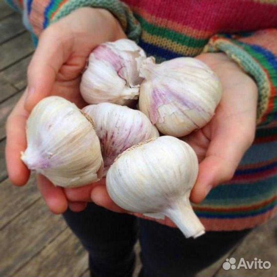 Фасоль стручковая из деревни