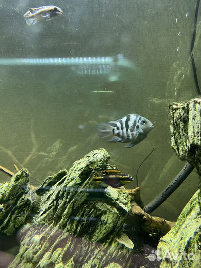 Аквариум с тумбой SunSun