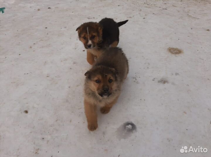 Отдам щенка в добрые руки