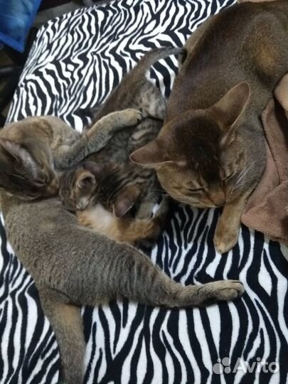 Абиссинские котята