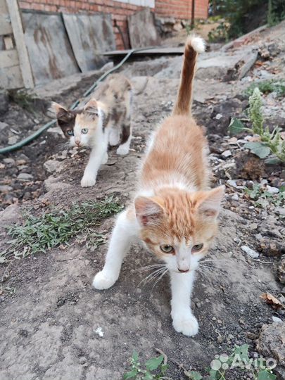 Котенок 3 месяца