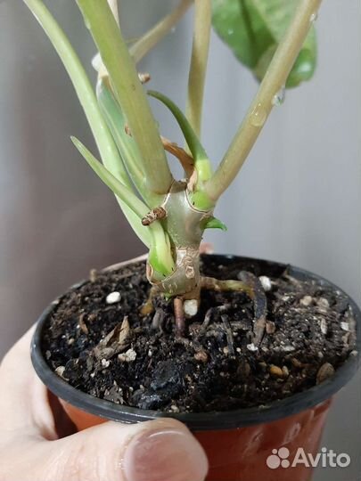 Монстера тайское созвездие