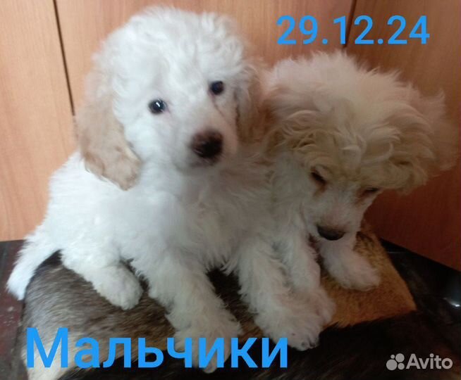 Щенки карликового пуделя