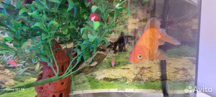 Аквариум